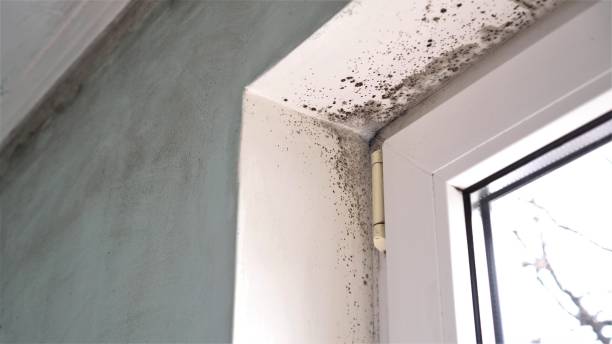 Best Commercial Mold Removal  in Five Points, FL