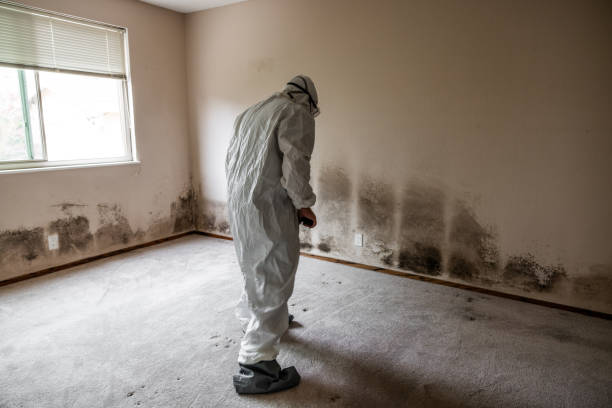 Best Black Mold Removal  in Five Points, FL
