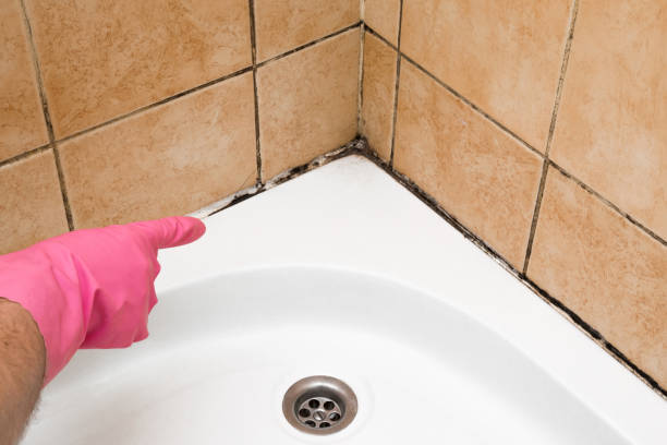 Attic Mold Removal in Five Points, FL